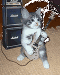 pic for Cat Guitarist  250x311